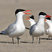 Caspian Tern